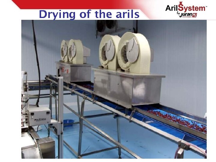 Drying of the arils 