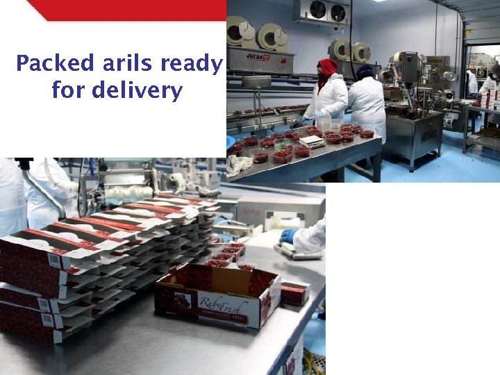 Packed arils ready for delivery 