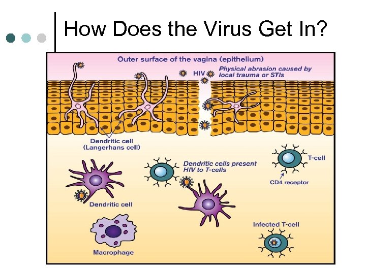 How Does the Virus Get In? 