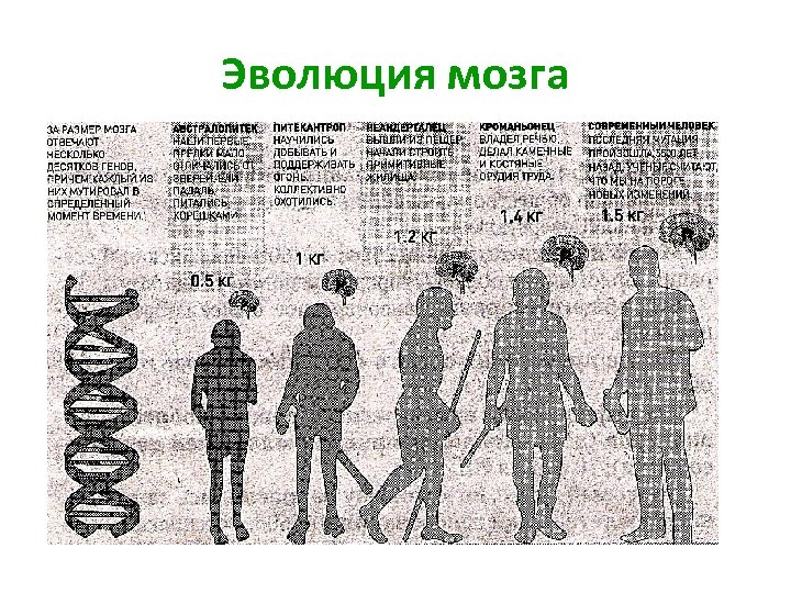 Эволюция мозга 
