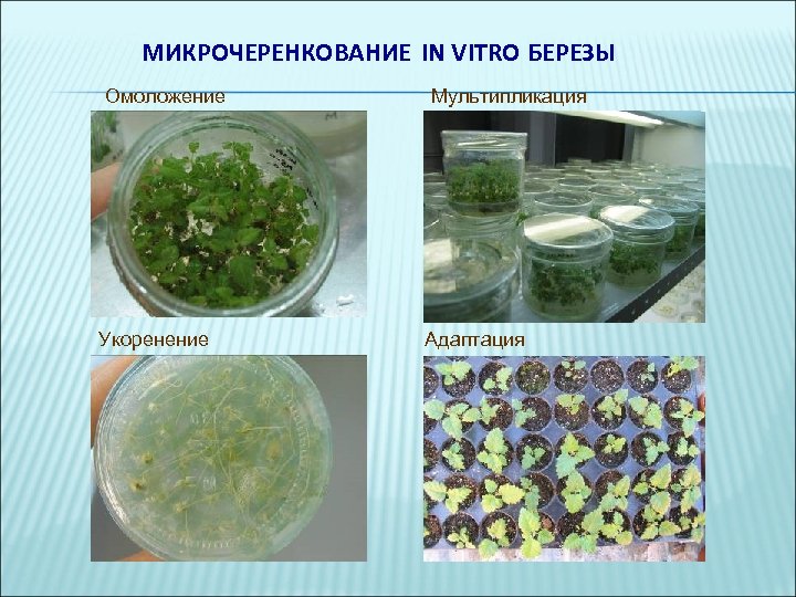 Этапы микроклонального размножения. Микроклональное размножение картофеля. Клональное микроразмножение растений. Лаборатория микроклонального размножения растений.
