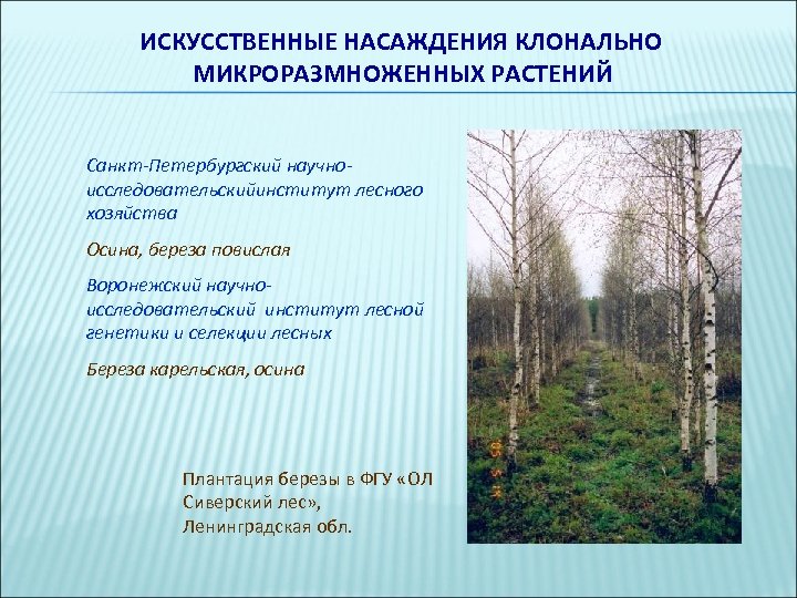 ИСКУССТВЕННЫЕ НАСАЖДЕНИЯ КЛОНАЛЬНО МИКРОРАЗМНОЖЕННЫХ РАСТЕНИЙ Санкт-Петербургский научноисследовательский институт лесного хозяйства Осина, береза повислая Воронежский