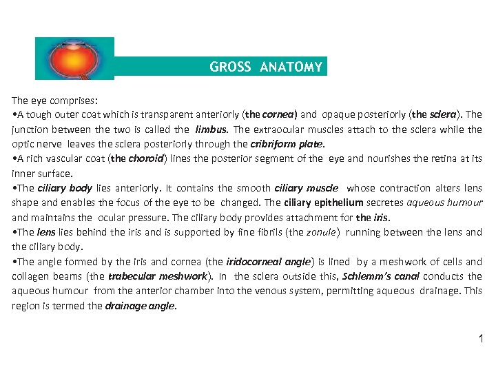 CHAPTER 1 Anatomy GROSS ANATOMY The eye comprises: • A tough outer coat which