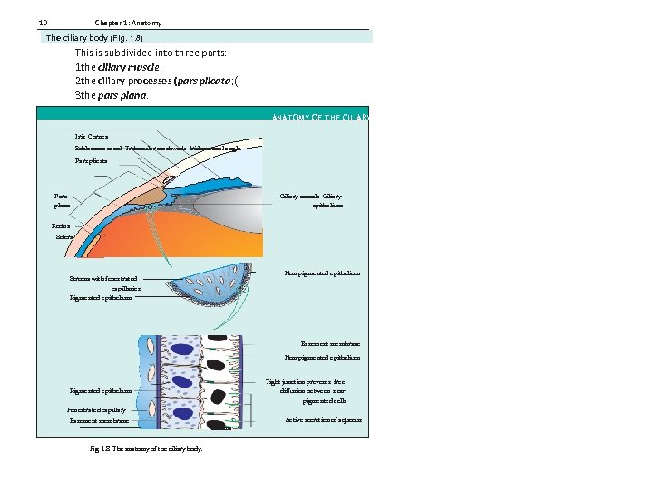 10 Chapter 1: Anatomy The ciliary body (Fig. 1. 8) This is subdivided into