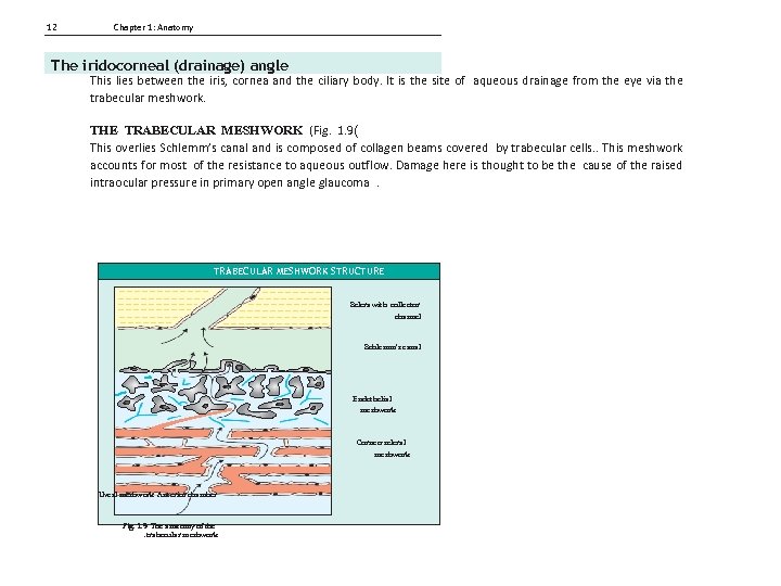 12 Chapter 1: Anatomy The iridocorneal (drainage) angle This lies between the iris, cornea