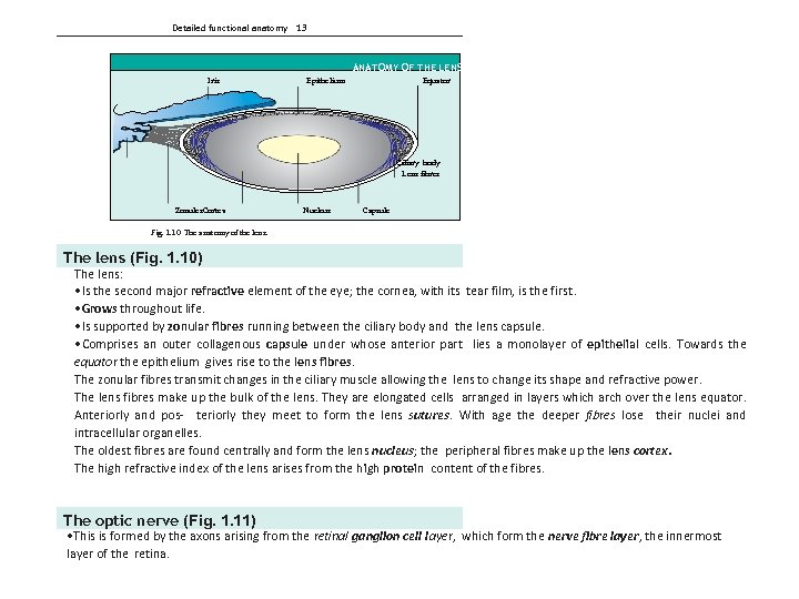 Detailed functional anatomy 13 ANATOMY OF THE LENS Iris Epithelium Equator Ciliary body Lens