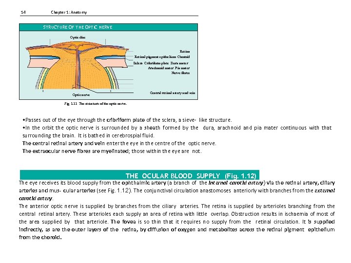 14 Chapter 1: Anatomy STRUCTURE OF THE OPTIC NERVE Optic disc Retinal pigment epithelium