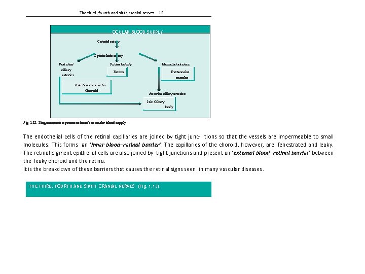 The third, fourth and sixth cranial nerves 15 OCULAR BLOOD SUPPLY Carotid artery Ophthalmic