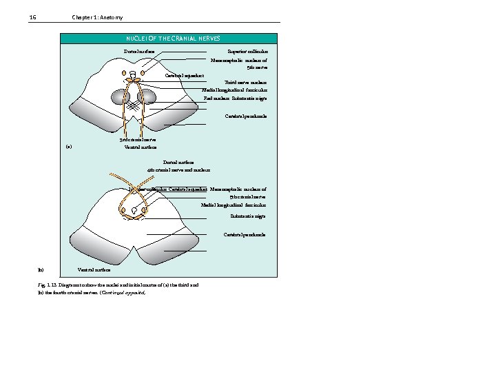 16 Chapter 1: Anatomy NUCLEI OF THE CRANIAL NERVES Dorsal surface Superior colliculus Mesencephalic