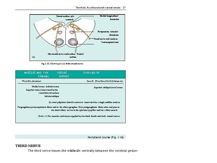 The third, fourth and sixth cranial nerves 17 Medial longitudinal Dorsal surface 4 th