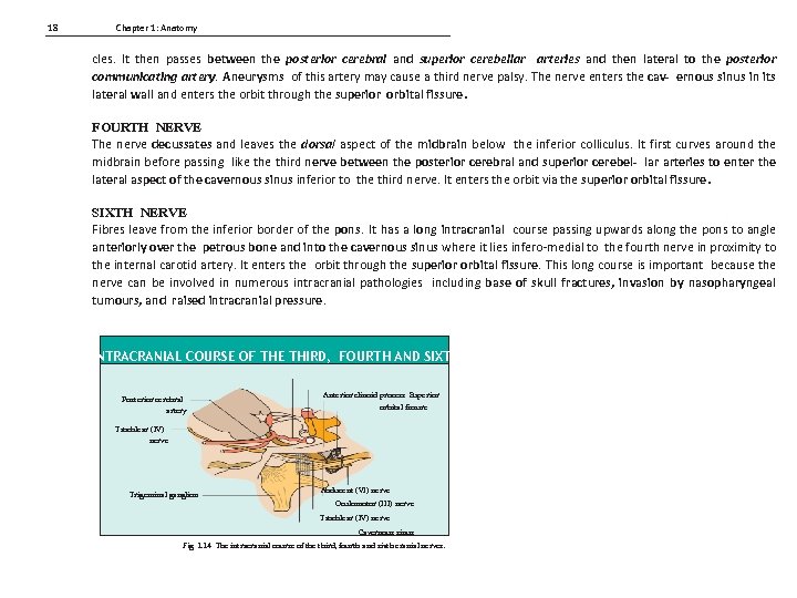 18 Chapter 1: Anatomy cles. It then passes between the posterior cerebral and superior