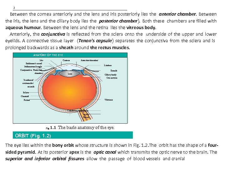 2 Between the cornea anteriorly and the lens and iris posteriorly lies the anterior