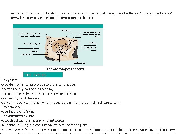 nerves which supply orbital structures. On the anterior medial wall lies a fossa for