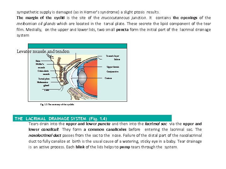 sympathetic supply is damaged (as in Horner’s syndrome) a slight ptosis results. The margin