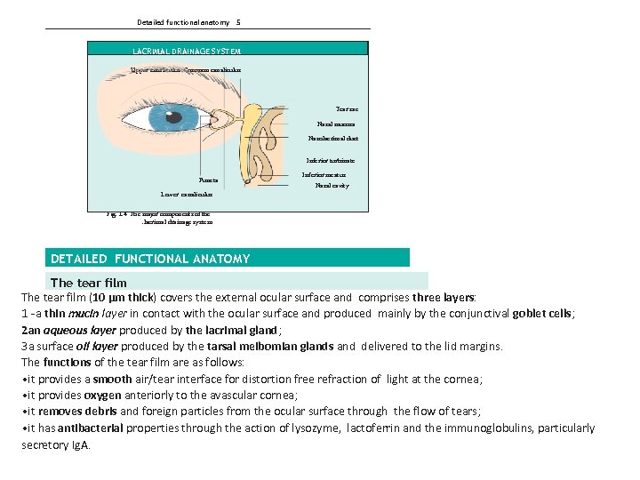 Detailed functional anatomy 5 LACRIMAL DRAINAGE SYSTEM Upper canaliculus Common canaliculus Tear sac Nasal