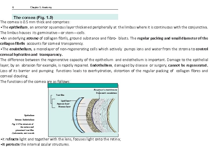 6 Chapter 1: Anatomy The cornea (Fig. 1. 5) The cornea is 0. 5