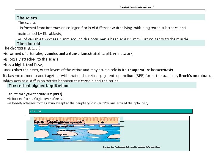 Detailed functional anatomy 7 The sclera: • is formed from interwoven collagen fibrils of