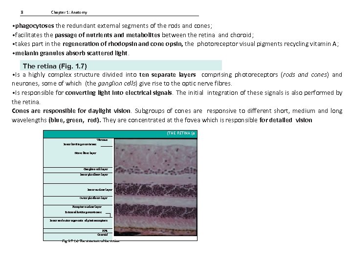 8 Chapter 1: Anatomy • phagocytoses the redundant external segments of the rods and