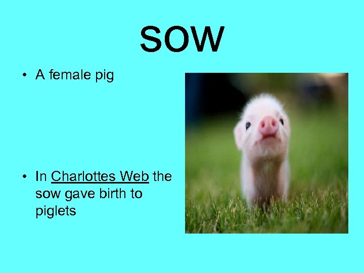 sow • A female pig • In Charlottes Web the sow gave birth to