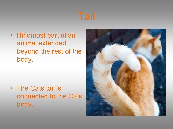 Tail • Hindmost part of an animal extended beyond the rest of the body.