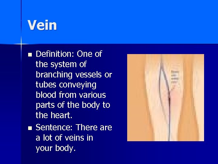 Vein n n Definition: One of the system of branching vessels or tubes conveying