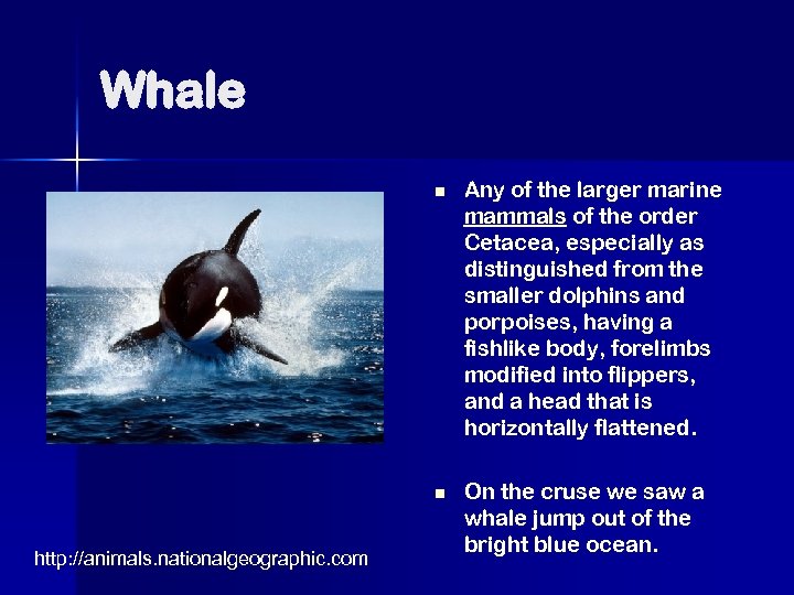 Whale n n http: //animals. nationalgeographic. com Any of the larger marine mammals of