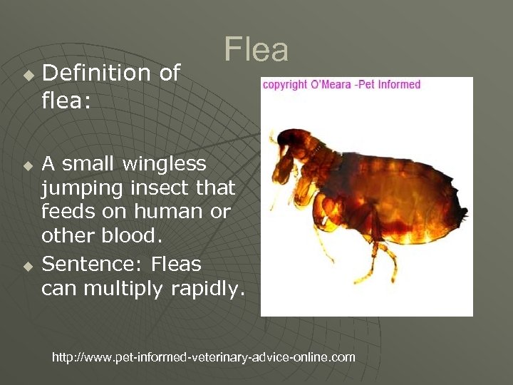 u u u Definition of flea: Flea A small wingless jumping insect that feeds