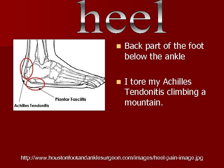 n Back part of the foot below the ankle n I tore my Achilles