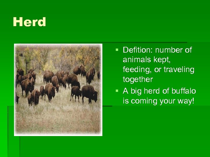 Herd § Defition: number of animals kept, feeding, or traveling together § A big