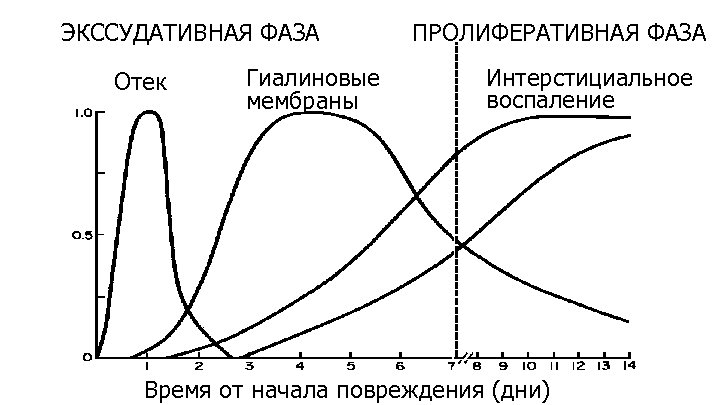 ЭКССУДАТИВНАЯ ФАЗА Отек Гиалиновые мембраны ПРОЛИФЕРАТИВНАЯ ФАЗА Интерстициальное воспаление Время от начала повреждения (дни)