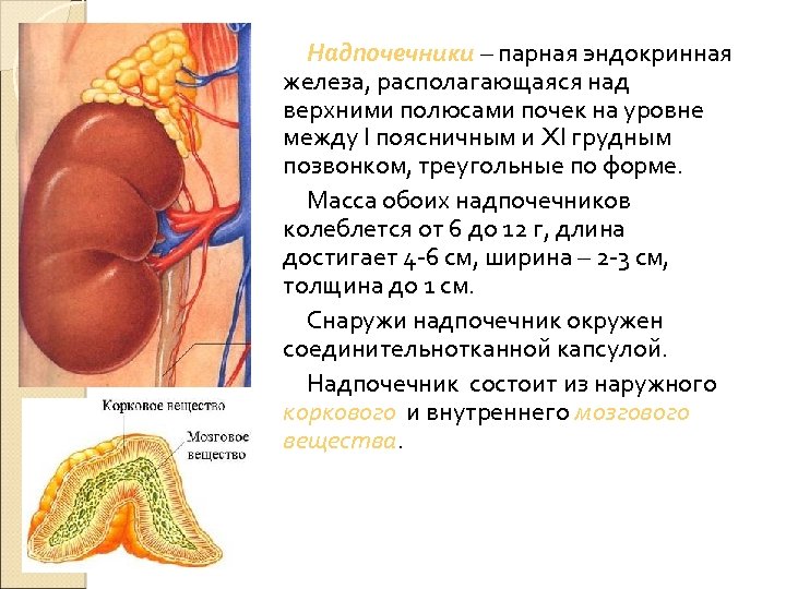 Надпочечники – парная эндокринная железа, располагающаяся над верхними полюсами почек на уровне между I