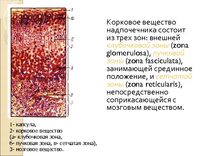 Корковое вещество надпочечника состоит из трех зон: внешней клубочковой зоны (zona glomerulosa), пучковой зоны