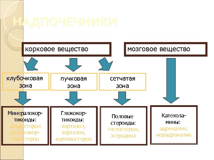 НАДПОЧЕЧНИКИ корковое вещество мозговое вещество клубочковая зона пучковая зона сетчатая зона Минералокортикоиды: альдостерон дезоксикортикостерон