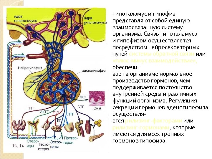 Гипоталамус и гипофиз представляют собой единую взаимосвязанную систему организма. Связь гипоталамуса и гипофизом осуществляется