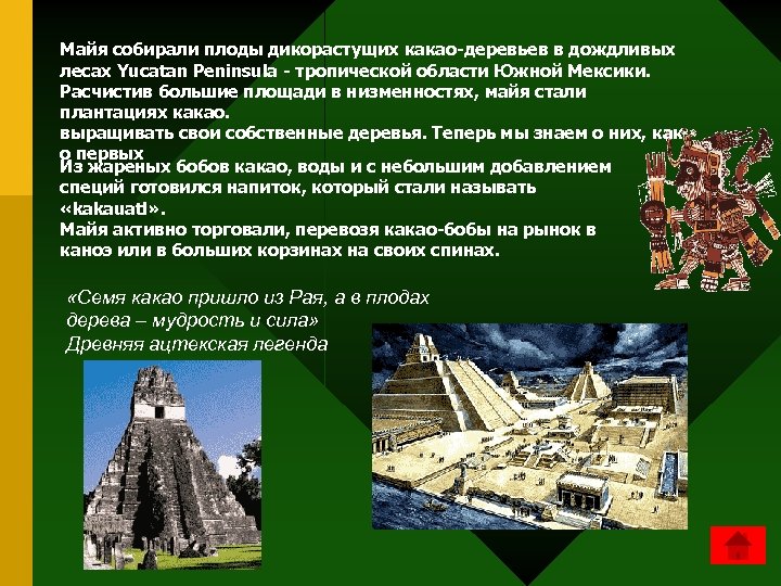 Майя собирали плоды дикорастущих какао-деревьев в дождливых лесах Yucatan Peninsula - тропической области Южной