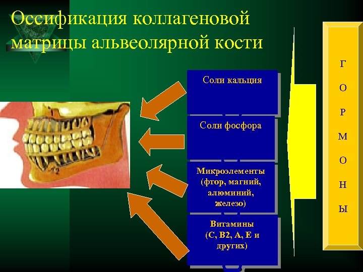Оссификация коллагеновой матрицы альвеолярной кости Г Соли кальция О Р Соли фосфора Микроэлементы (фтор,