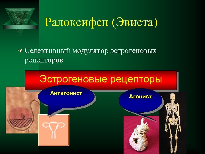 Ралоксифен (Эвиста) Ú Селективный модулятор эстрогеновых рецепторов Эстрогеновые рецепторы Антагонист Агонист 