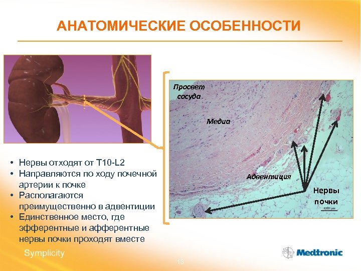 АНАТОМИЧЕСКИЕ ОСОБЕННОСТИ Просвет сосуда Медиа • Нервы отходят от T 10 -L 2 •