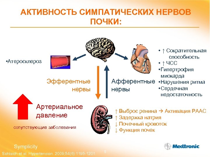 АКТИВНОСТЬ СИМПАТИЧЕСКИХ НЕРВОВ ПОЧКИ: • ↑ Сократительная способность • ↑ ЧСС • Гипертрофия миокарда