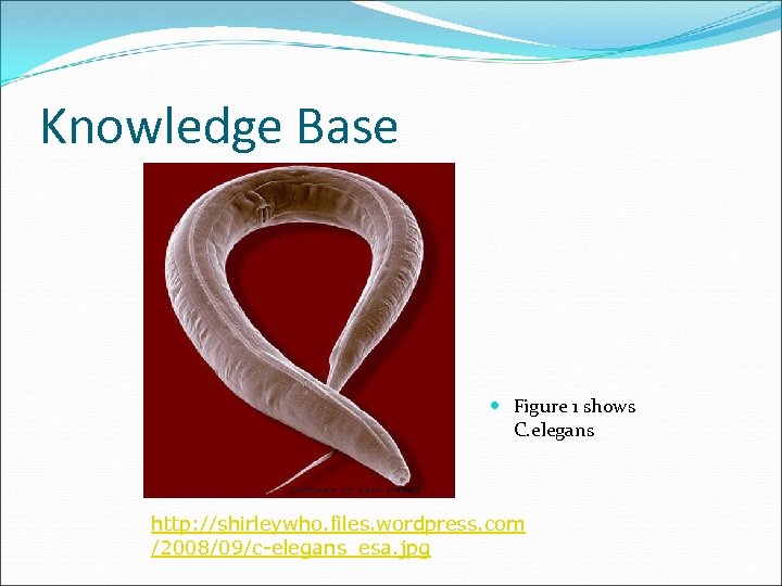 Knowledge Base Figure 1 shows C. elegans http: //shirleywho. files. wordpress. com /2008/09/c-elegans_esa. jpg