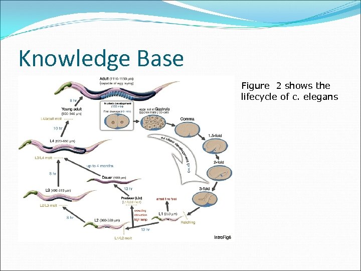 Knowledge Base Figure 2 shows the lifecycle of c. elegans 