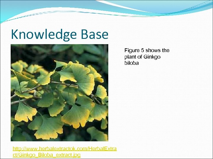 Knowledge Base Figure 5 shows the plant of Ginkgo biloba http: //www. herbalextractok. com/Herbal.