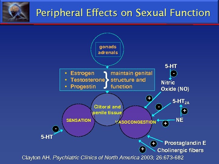 Peripheral Effects on Sexual Function gonads adrenals } • Estrogen • Testosterone • Progestin