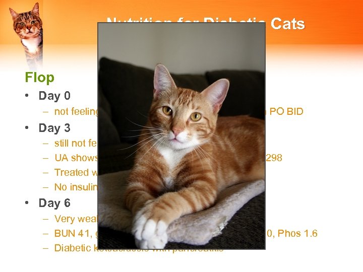 Nutrition for Diabetic Cats Flop • Day 0 – not feeling well, abscess on