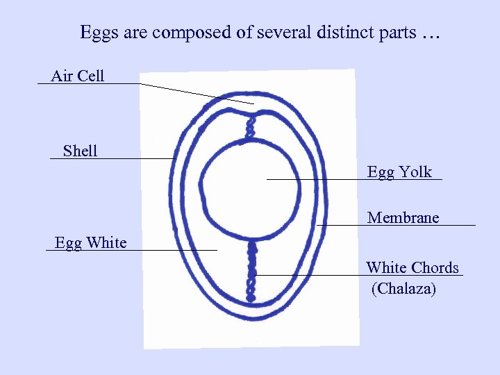 the-incredible-egg-eggs-are-composed-of