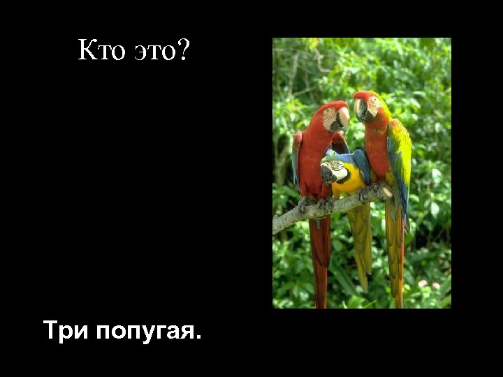 Кто это? Три попугая. 