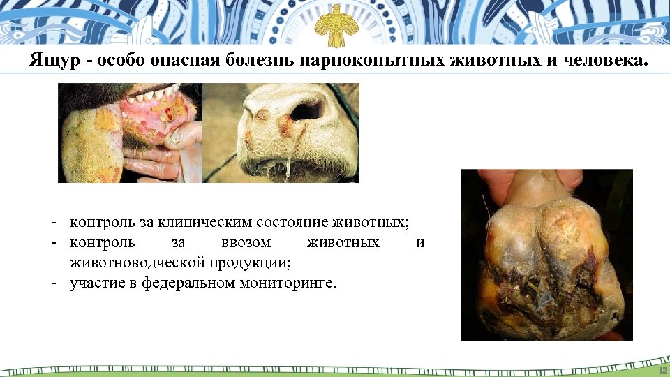 Ящур - особо опасная болезнь парнокопытных животных и человека. - контроль за клиническим состояние
