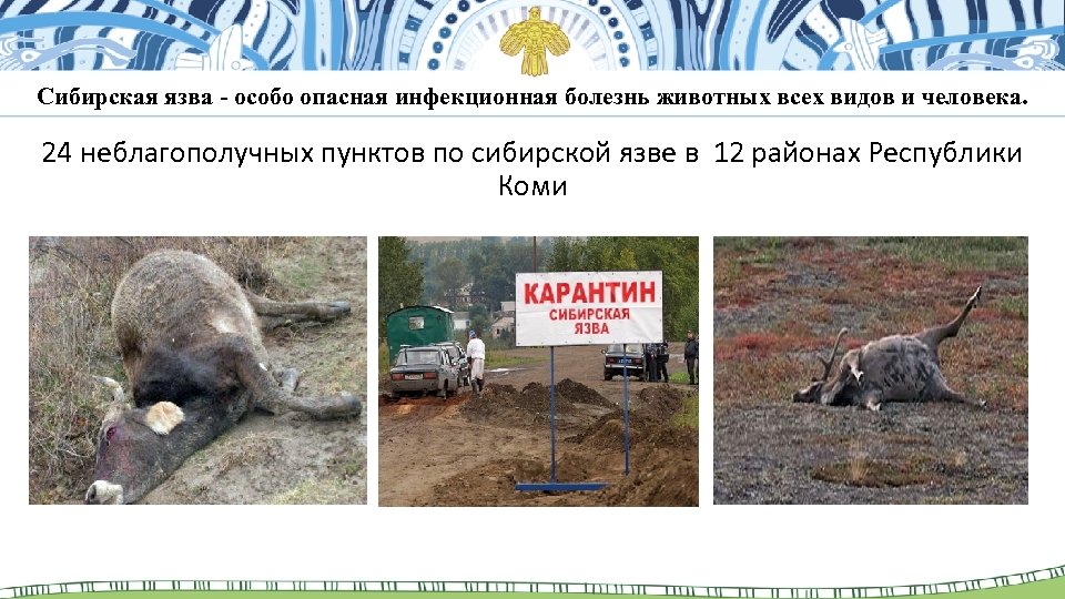 Сибирская язва - особо опасная инфекционная болезнь животных всех видов и человека. 24 неблагополучных
