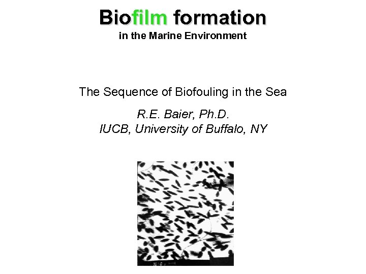 Biofilm formation in the Marine Environment The Sequence of Biofouling in the Sea R.