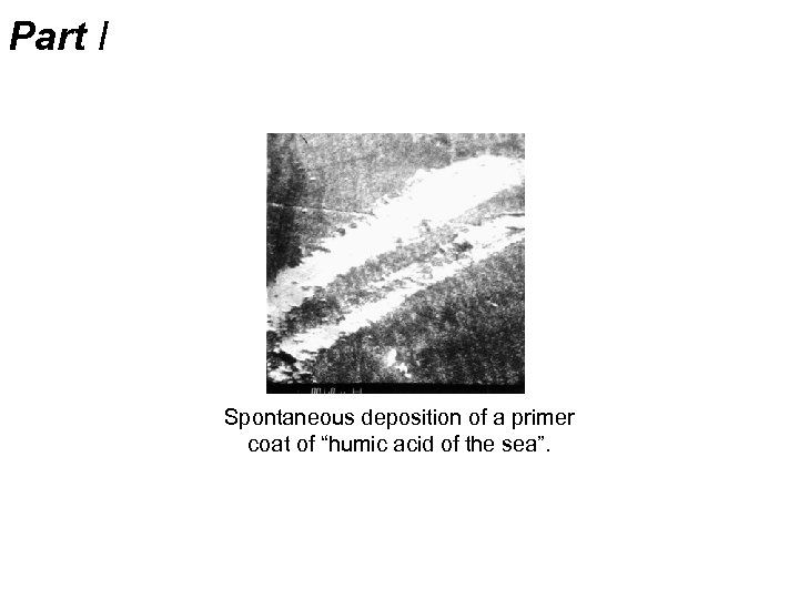 Part I Spontaneous deposition of a primer coat of “humic acid of the sea”.